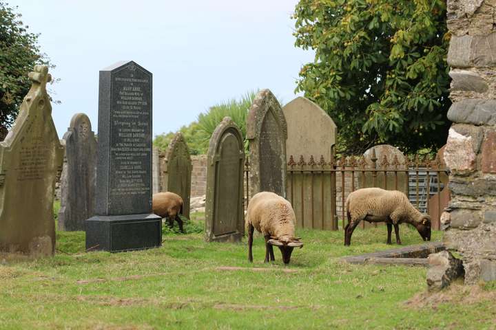 Loaghtan Schafe auf dem Friedhof